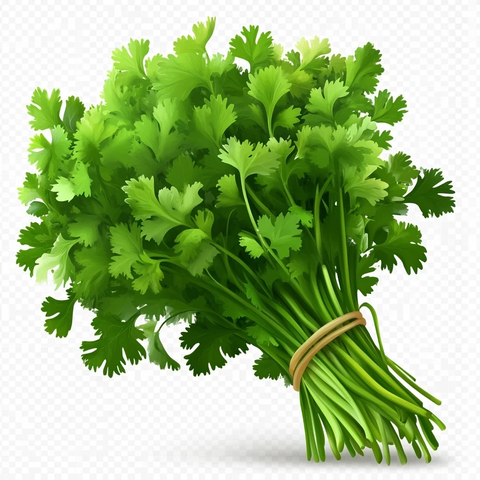 香菜透明背景图