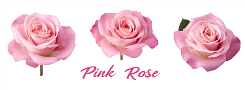 粉色玫瑰