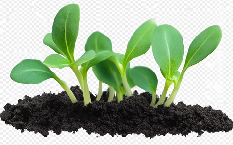 绿色嫩芽从土壤中生长