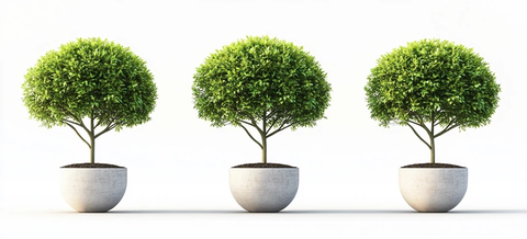 三棵圆形绿树盆栽