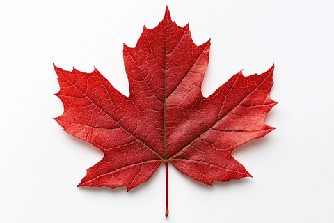 红枫叶白背景高清摄影