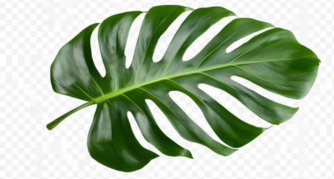 单张棕榈叶透明背景