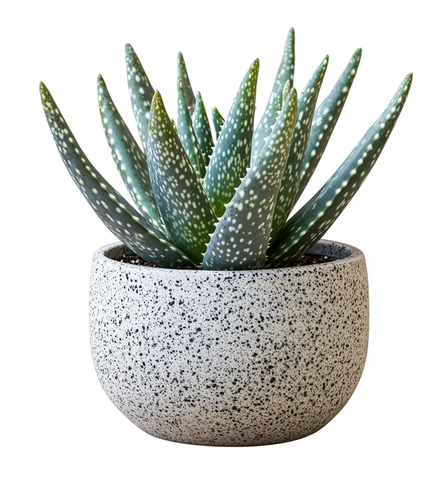 灰白斑点小盆栽种芦荟