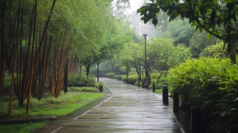 雨中的林荫小径
