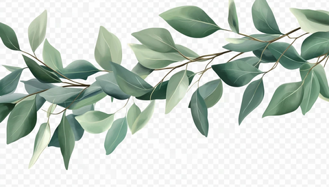 透明背景桉树叶