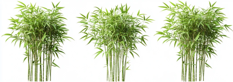 竹子植物三角度