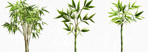 三株竹子透明背景