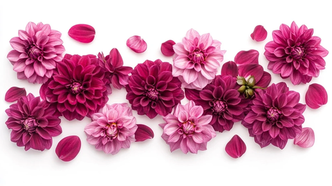 粉红大丽花花瓣散落