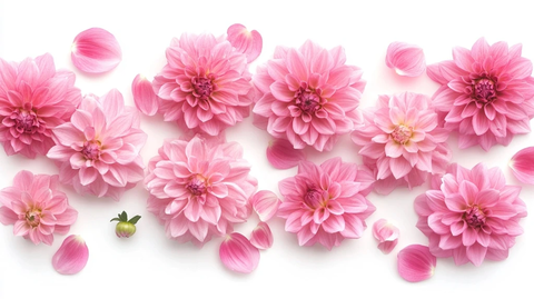 粉红大丽花与花瓣