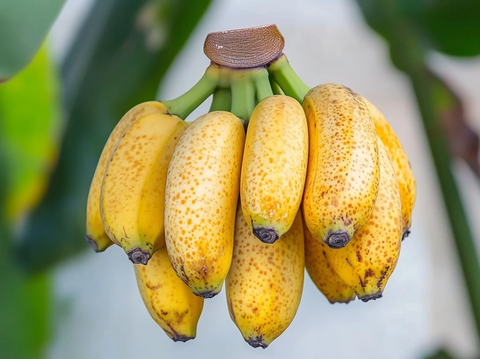 香蕉束白色背景