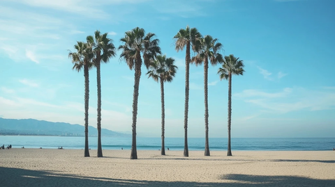 海滩与棕榈树