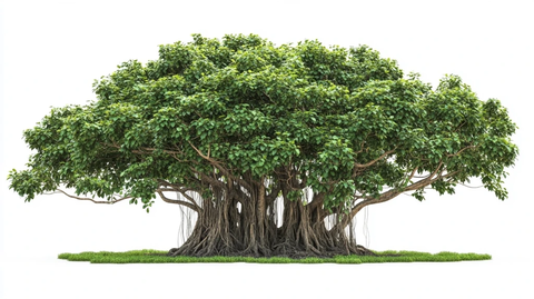 榕树大冠与气根