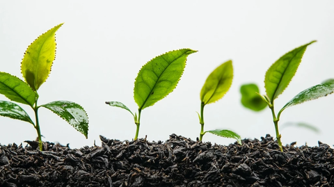 黑茶叶新鲜绿叶