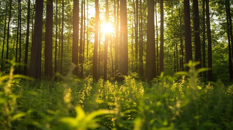 大麻森林自然植被户外
