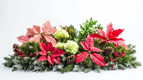 圣诞角落植物花卉