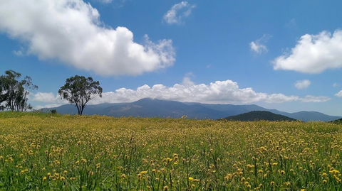 墨西哥山脉松树林