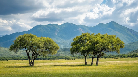 墨西哥山脉松树林