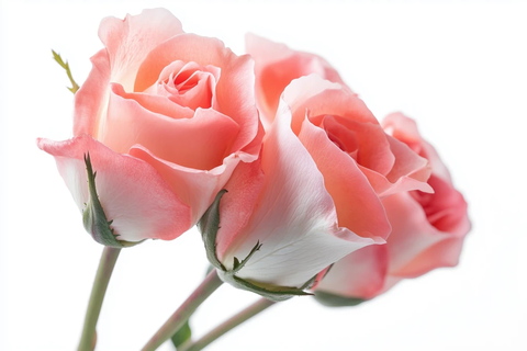 粉玫瑰与白玫瑰