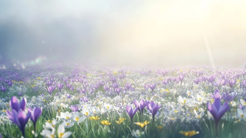 春日草地上的紫色白色黄色番红花