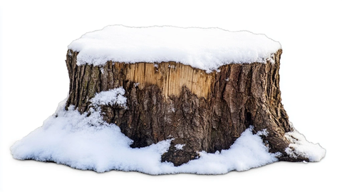 雪中树桩