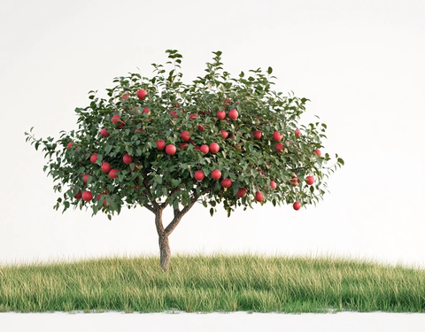 苹果树结果实