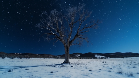 雪地孤树星空