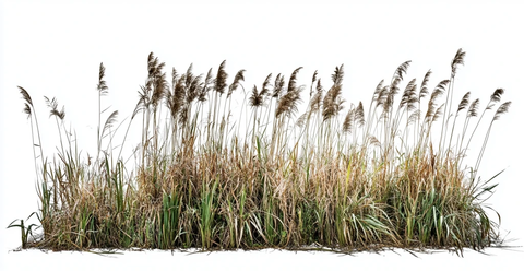 密集蒲草和香蒲草