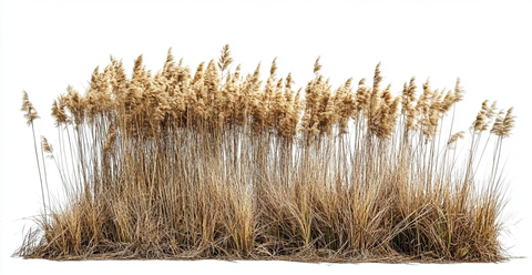 密集蒲草和香蒲草床