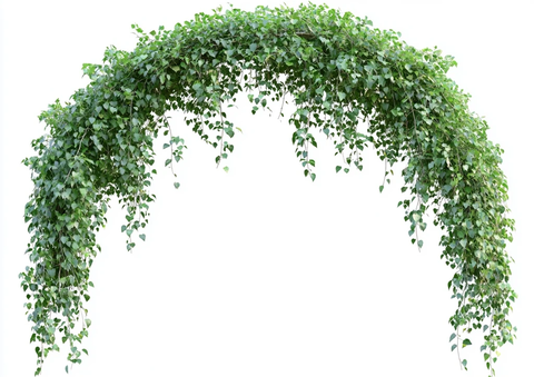 悬挂绿植与藤蔓