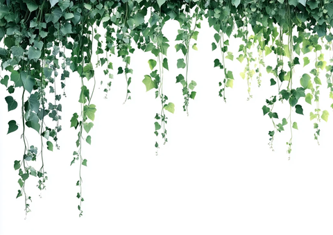 悬挂绿植与藤蔓