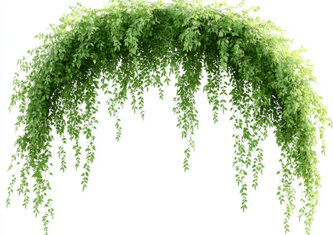 悬挂绿植与藤蔓