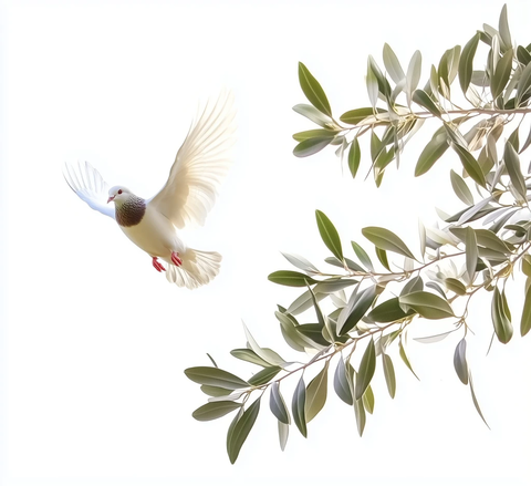 白鸽衔橄榄枝