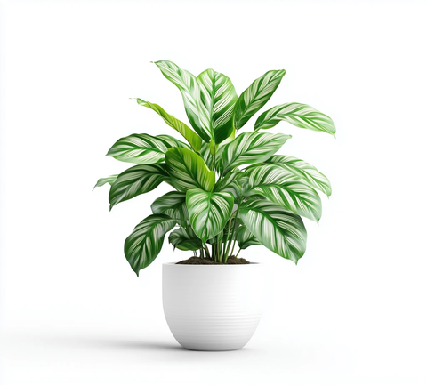 白底白盆卡拉西亚植物