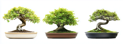 三盆不同盆景树