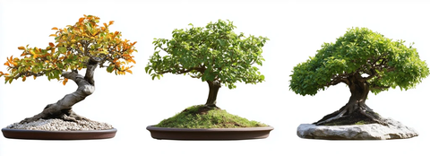 三棵不同盆景树