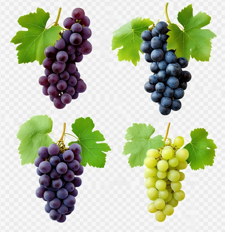 四色葡萄透明背景