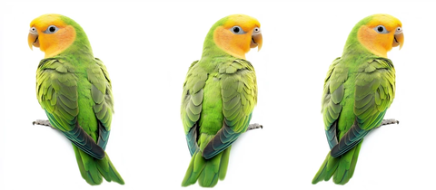 绿鹦鹉黄头三姿态