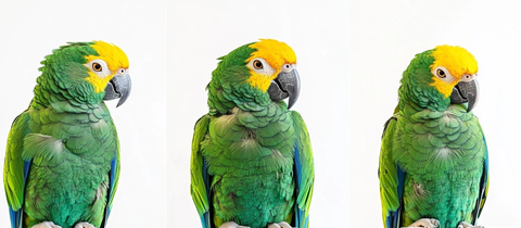 黄头绿鹦鹉三姿态