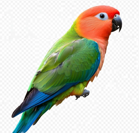 绿身红头蓝尾鹦鹉