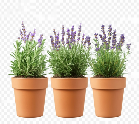 盆栽迷迭香薰衣草植物