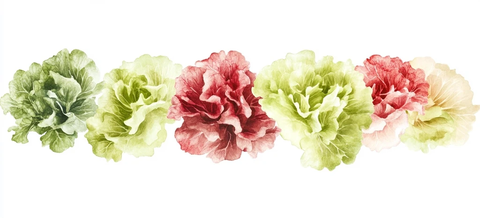 多种颜色生菜片