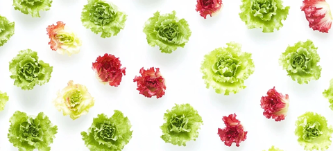 生菜叶多样色彩展示