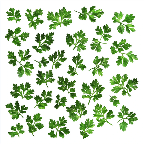 欧芹叶剪影
