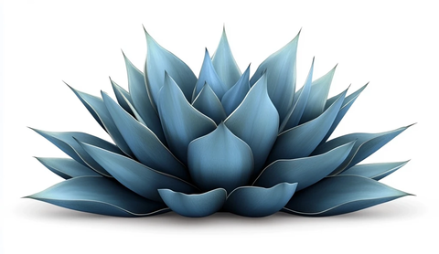 蓝龙舌兰植物透明背景