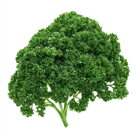 白底欧芹无阴影