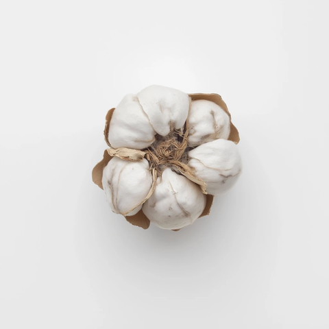 棉花铃顶部视图