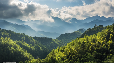 森林与山峰
