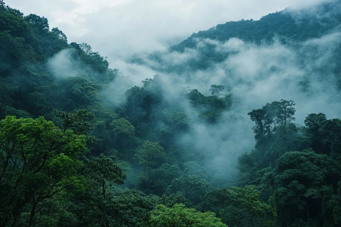 森林山脉雾气