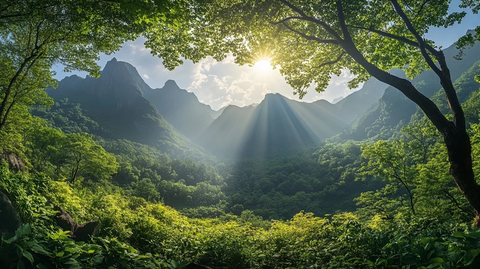 长白山森林与阳光