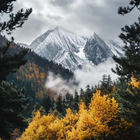 秋末雪山松叶黄